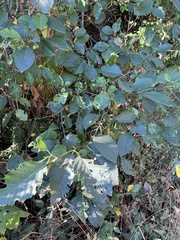 Stigmella betulicola