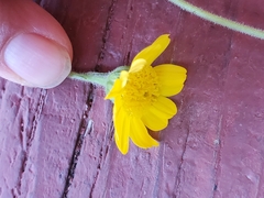 Hymenothrix dissecta