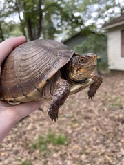 Terrapene carolina triunguis