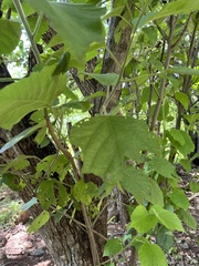 Cordia elaeagnoides