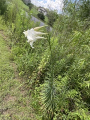 Lilium philippinense