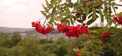 Sorbus aucuparia