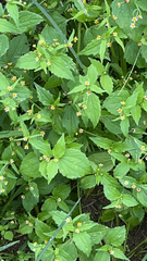 Galinsoga quadriradiata