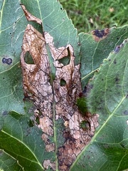 Chrysomeloidea