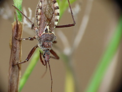 Rhynocoris erythropus