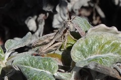 Melanoplinae