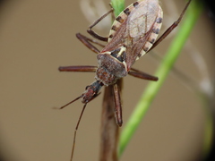 Rhynocoris erythropus