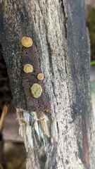 Trichoderma gelatinosum
