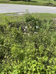 Lilium philippinense