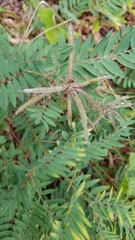 Tephrosia virginiana