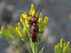 Crossidius coralinus