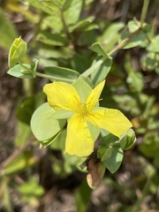 Hypericum tetrapetalum