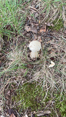 Amanita magniverrucata