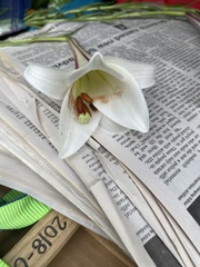 Lilium philippinense