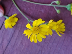 Hymenothrix dissecta