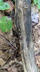 Trichoderma gelatinosum