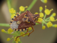Codophila varia