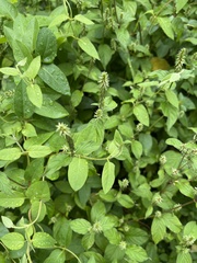 Achyranthes japonica