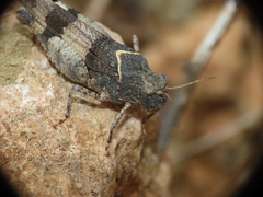 Oedipoda