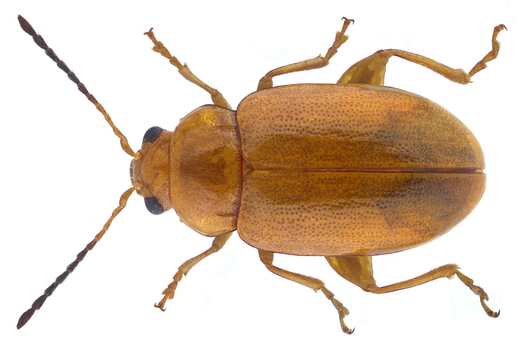 Podagrica decolorata