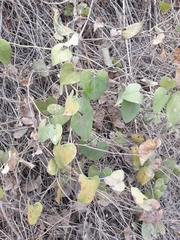 Aristolochia baetica