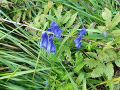 Aconitum