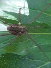 Mitopus