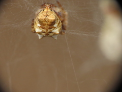 Cyrtophora citricola