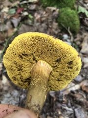 Aureoboletus innixus
