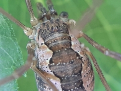 Mitopus