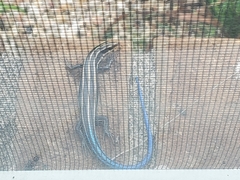 Plestiodon fasciatus