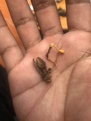Ophiocordyceps sphecocephala