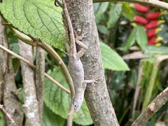 Anolis cupreus
