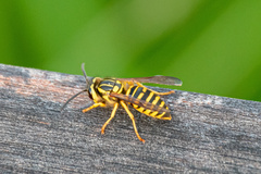 Vespula squamosa