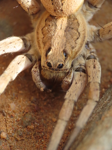 Lycosa fasciiventris