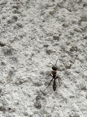 Pseudomyrmex gracilis