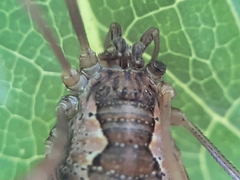 Mitopus