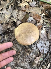Aureoboletus innixus