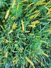 Setaria pumila