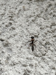 Pseudomyrmex gracilis