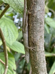 Anolis cupreus