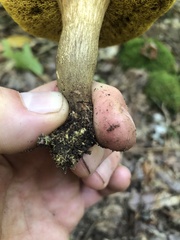 Aureoboletus innixus