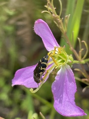 Acmaeodera pulchella