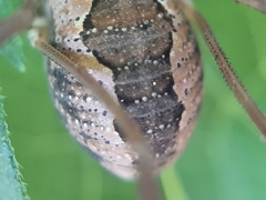 Mitopus