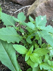 Solanum emulans