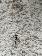 Pseudomyrmex gracilis