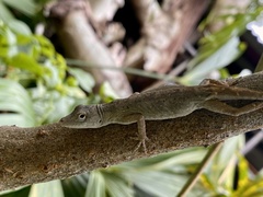 Anolis cupreus