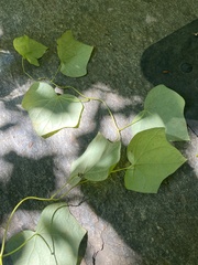 Menispermum canadense