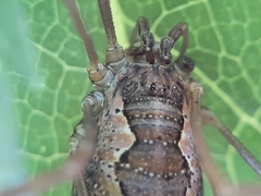 Mitopus