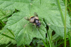 Cheilosia illustrata